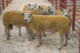 Longtown Mart - Kelso Ram Sale - Sunday 13th September 2020 (2)